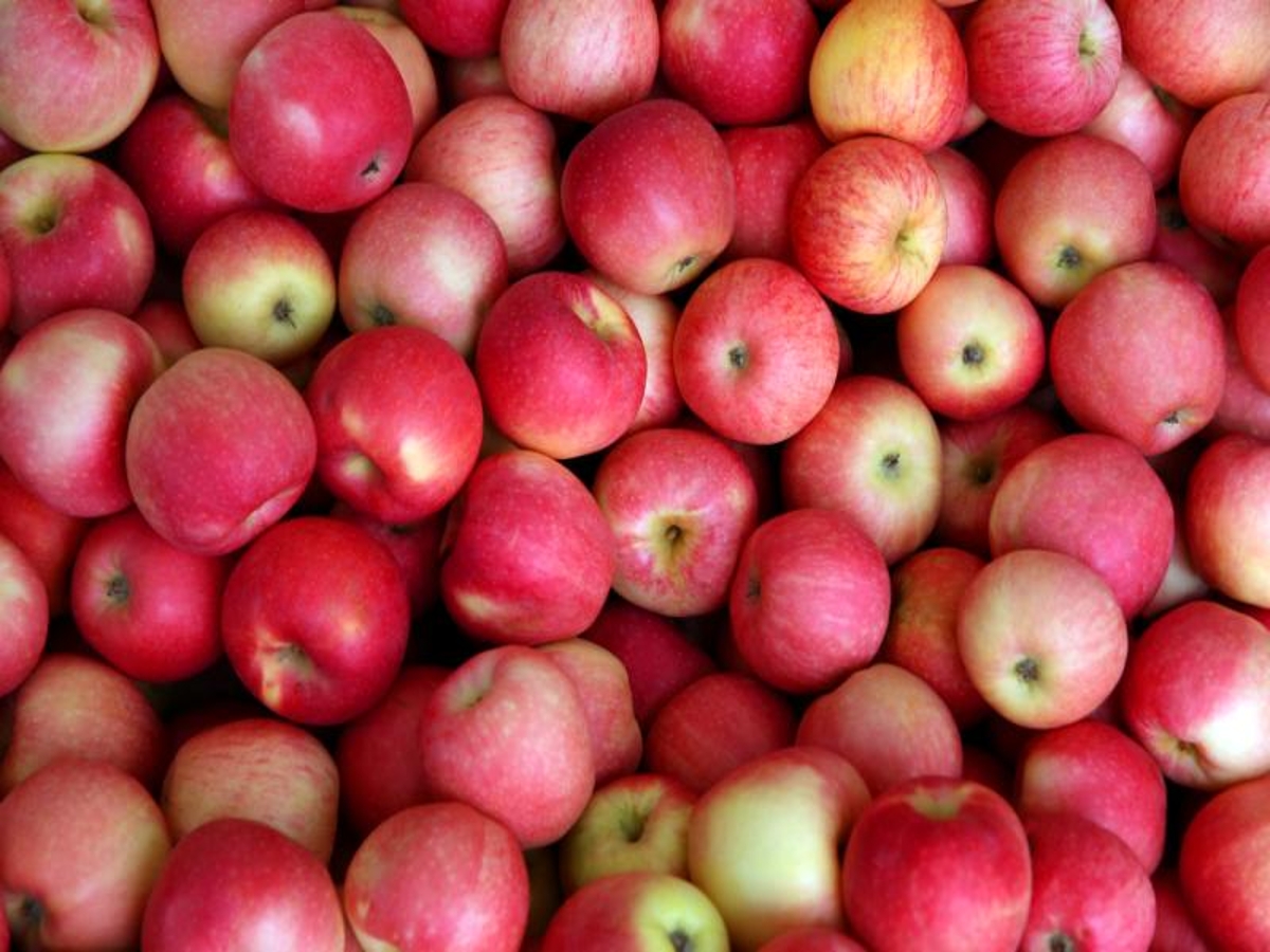 合阳甘井的嘎啦苹果熟了,走,咱去尝一下