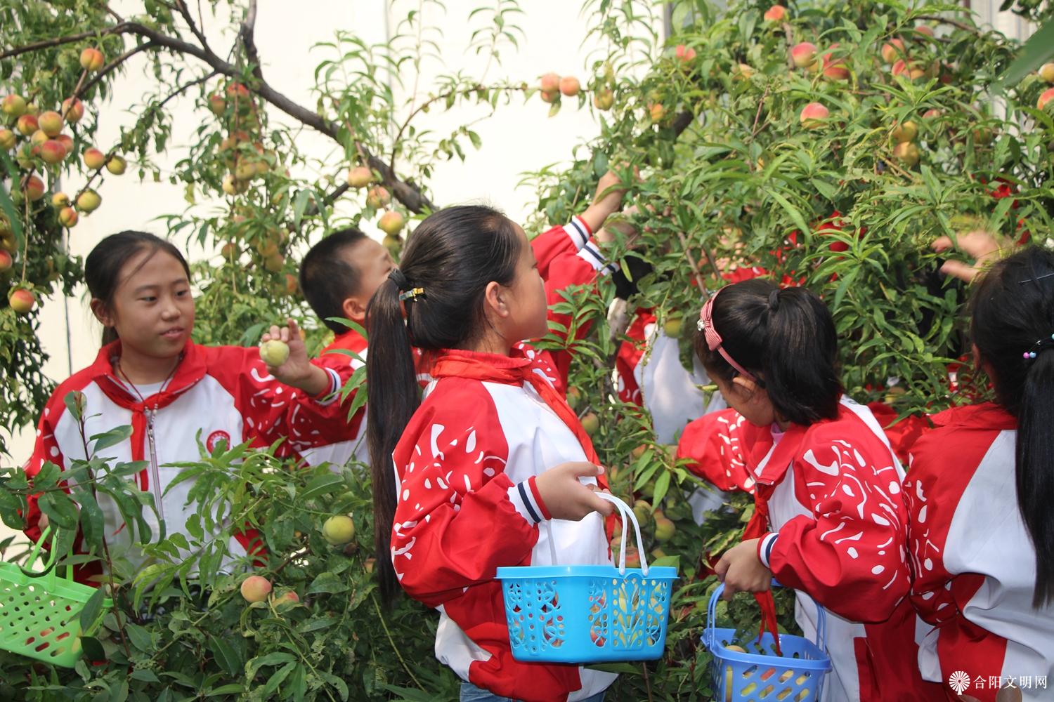 5.合阳县第三小学学生开展采摘劳动实践活动.jpg