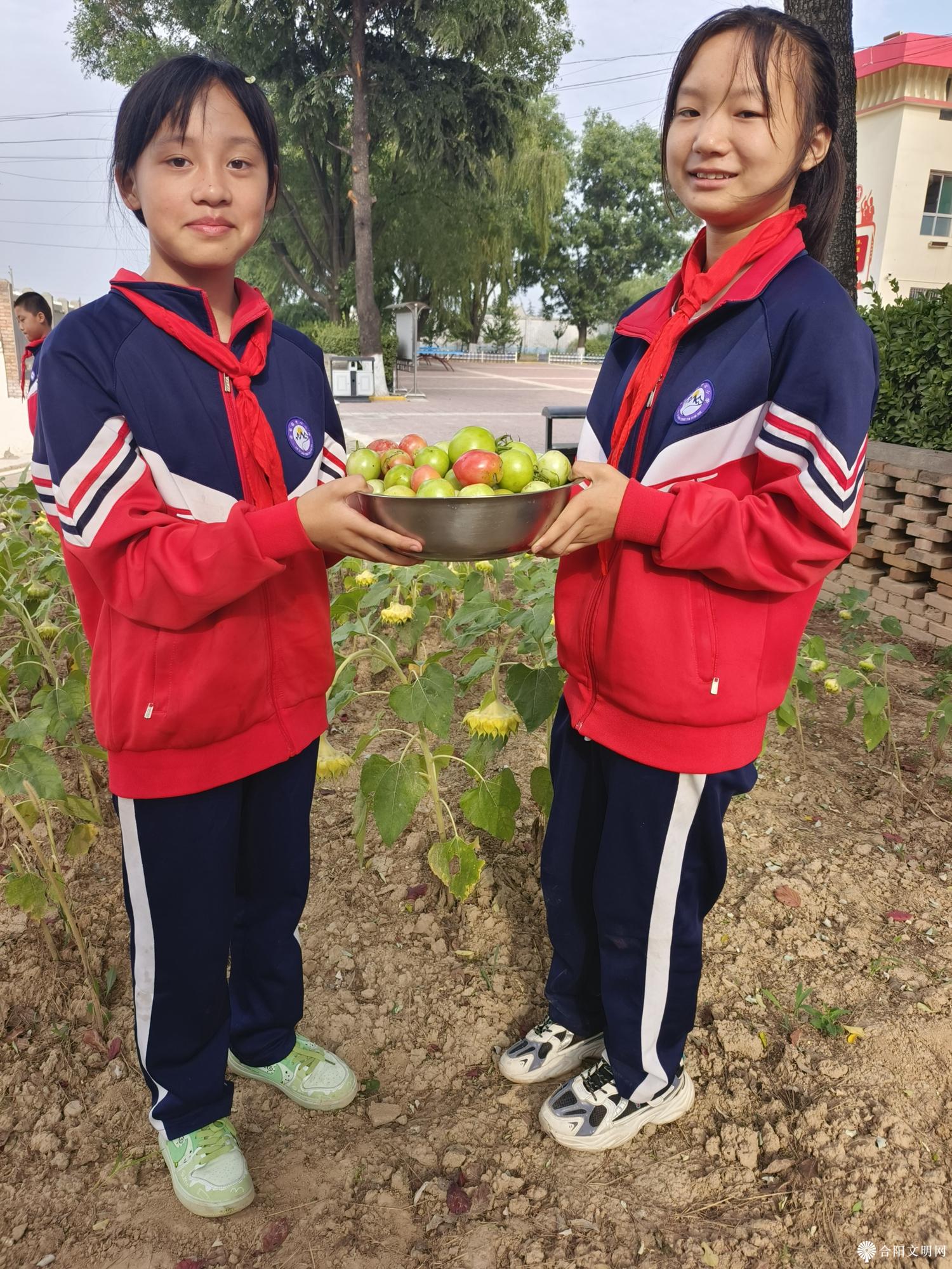 劳动结硕果    基地喜丰收——金峪镇中心小学谷畔劳动实践基地收获纪实3.jpg