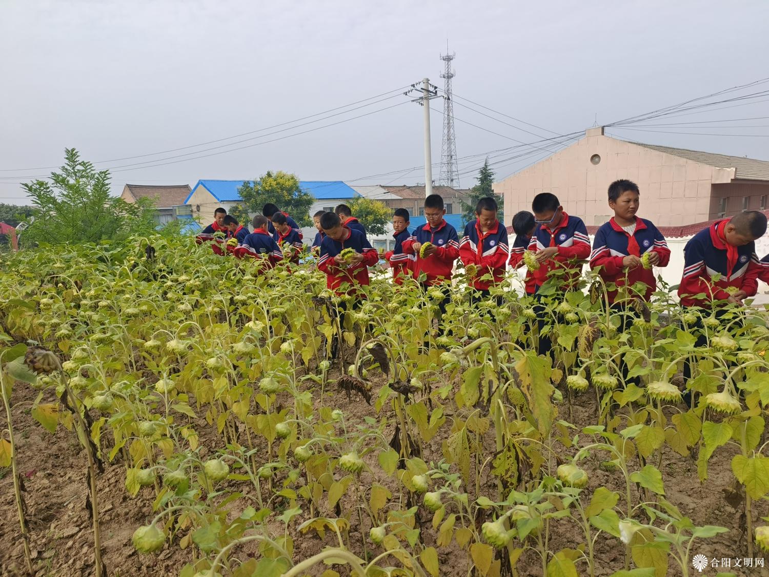 劳动结硕果    基地喜丰收——金峪镇中心小学谷畔劳动实践基地收获纪实6.jpg